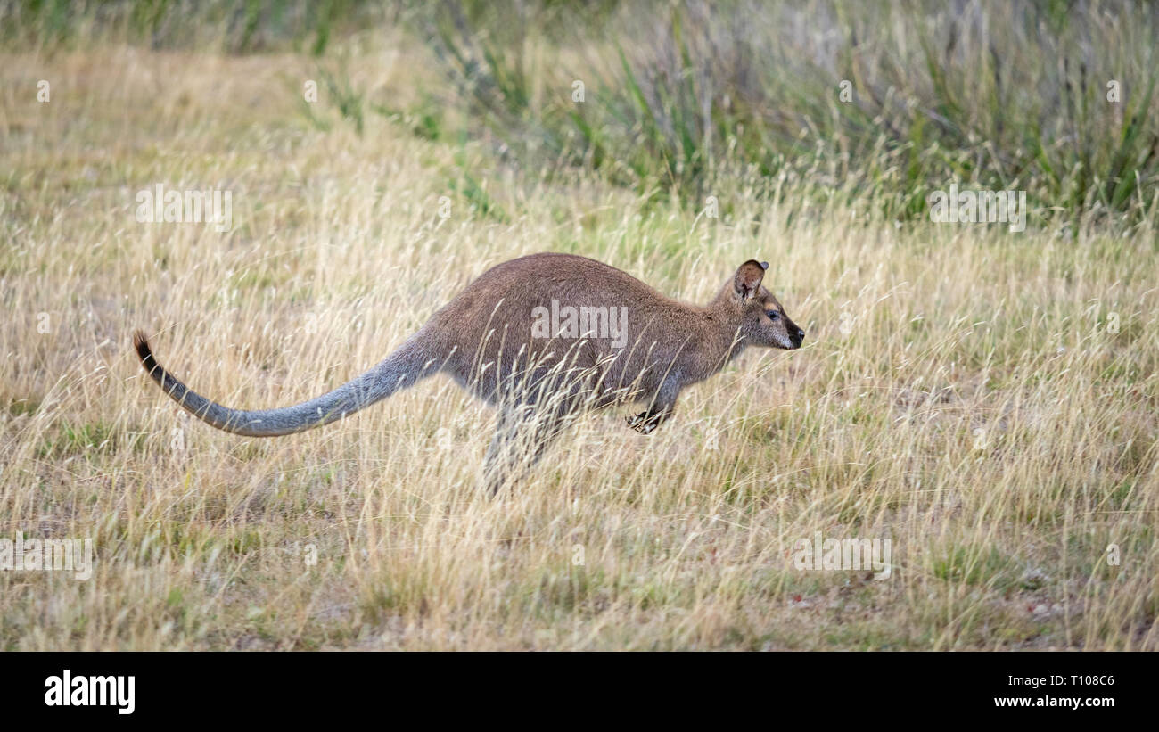 The red-necked wallaby or Bennetts wallaby (Macropus rufogriseus) is a medium-sized macropod marsupial found in Australia. Stock Photo