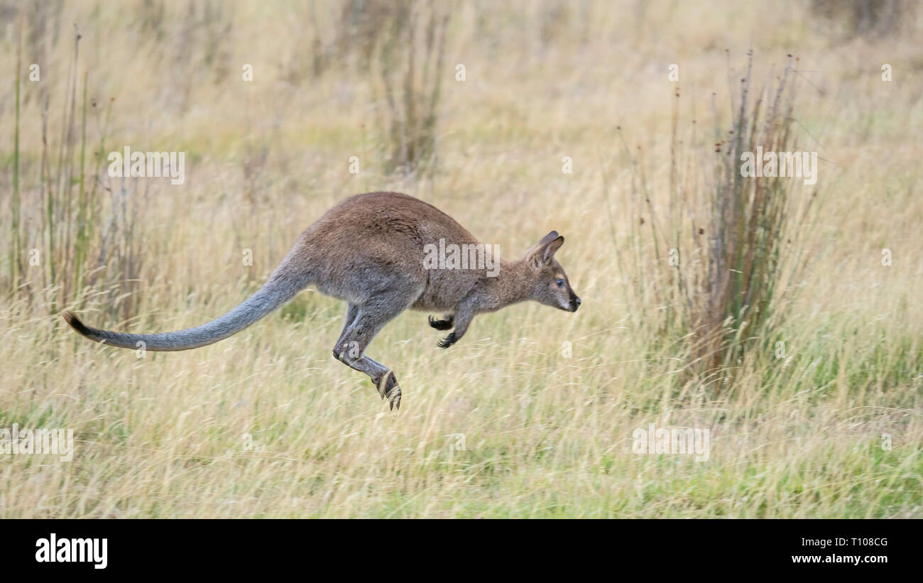 The red-necked wallaby or Bennetts wallaby (Macropus rufogriseus) is a medium-sized macropod marsupial found in Australia. Stock Photo