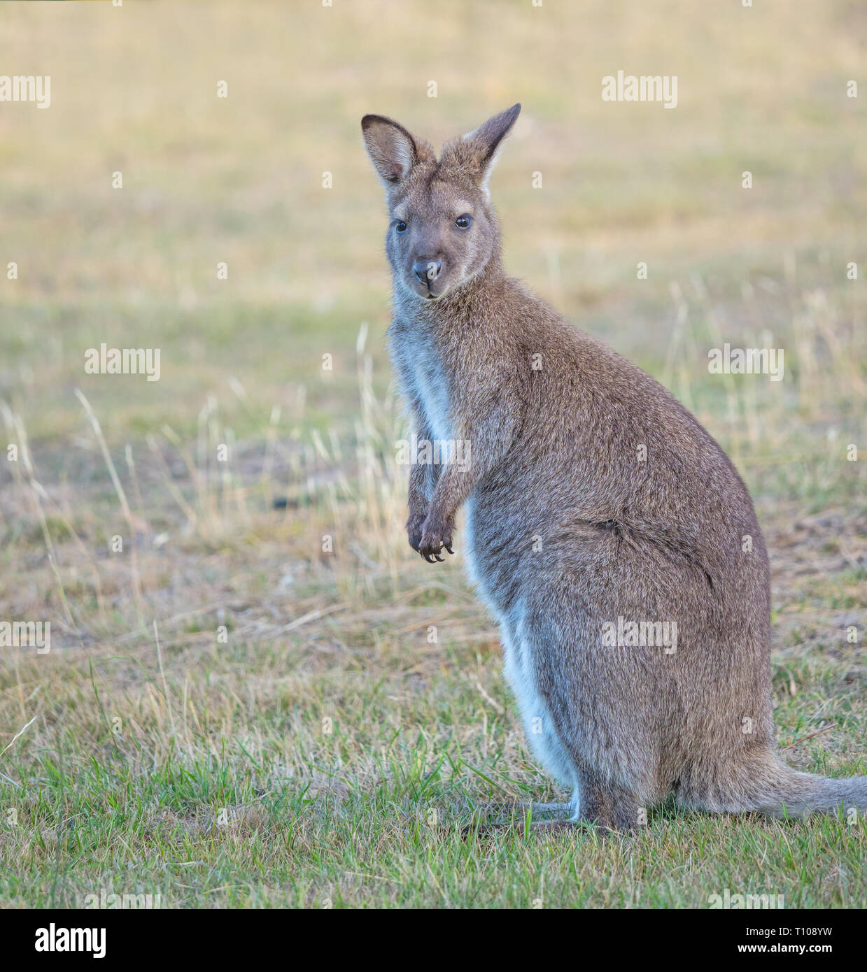 The red-necked wallaby or Bennetts wallaby (Macropus rufogriseus) is a medium-sized macropod marsupial found in Australia. Stock Photo