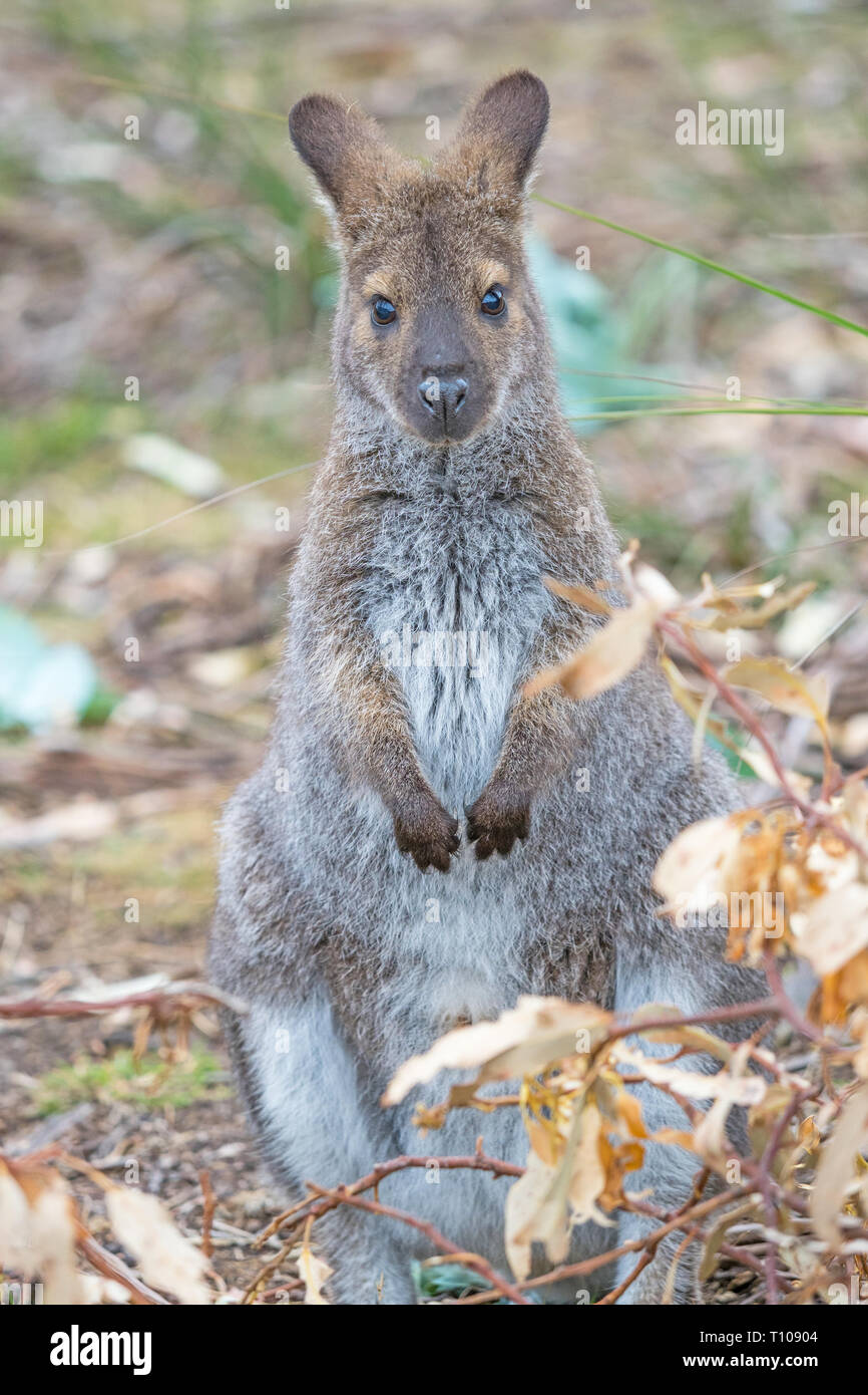 The red-necked wallaby or Bennetts wallaby (Macropus rufogriseus) is a medium-sized macropod marsupial found in Australia. Stock Photo