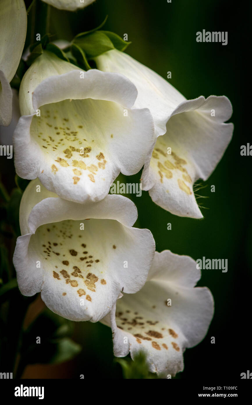 Foxglove (Digitalis purpurea) beautiful white flower closeup Stock Photo Alamy