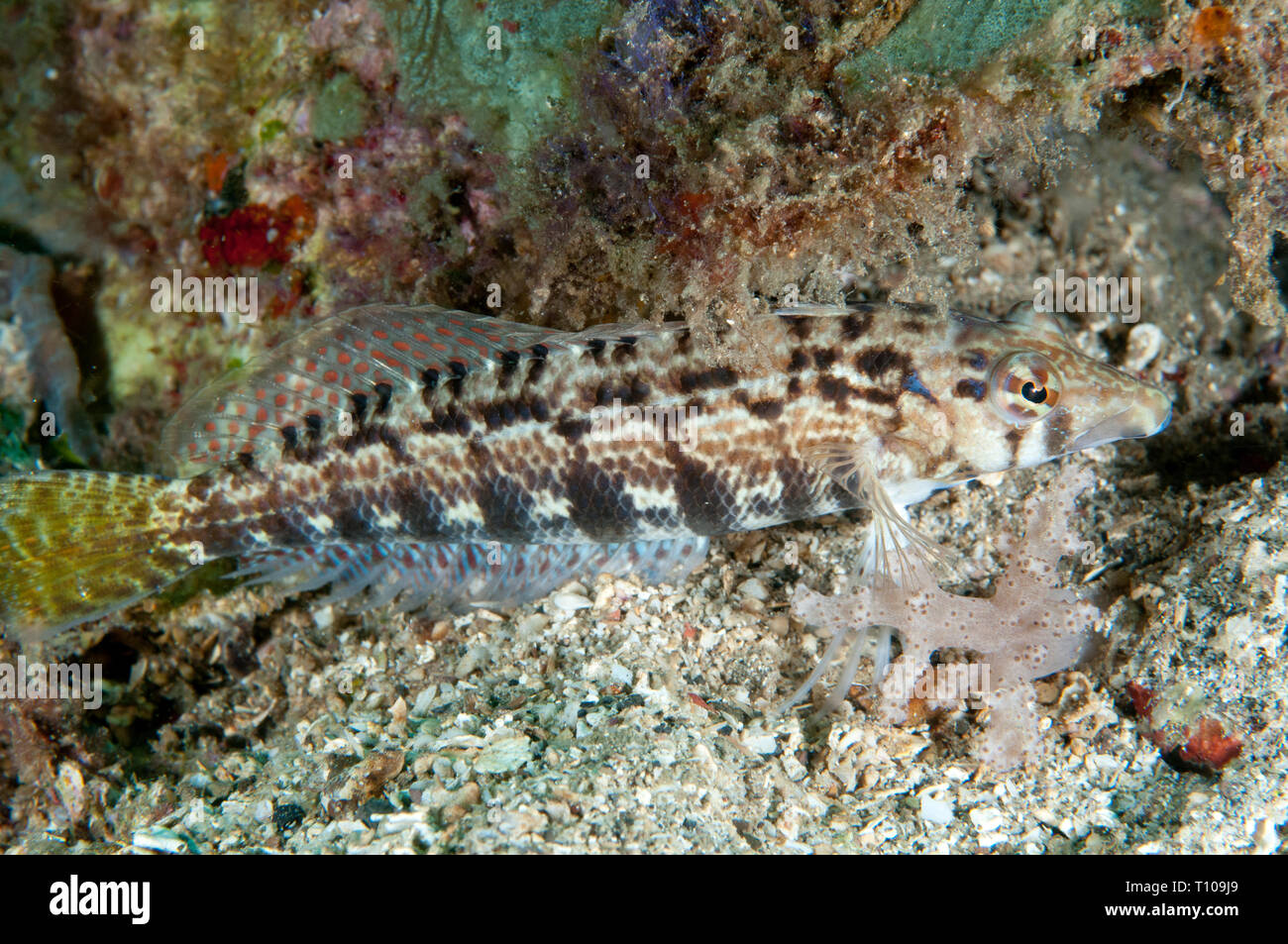 Sharpnose Sandperch, Parapercis cylindrica, Nudi Retreat dive site, Lembeh Straits, Sulawesi, Indonesia Stock Photo