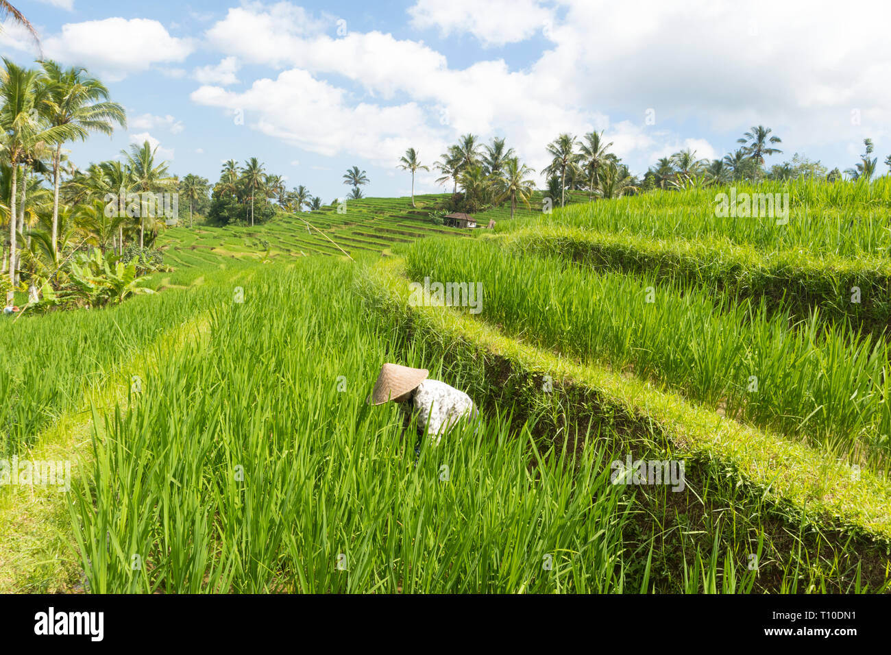 Female farmer wearing traditional asian paddy hat working in beautiful Jatiluwih rice terrace plantations on Bali, Indonesia, south east Asia Stock Photo