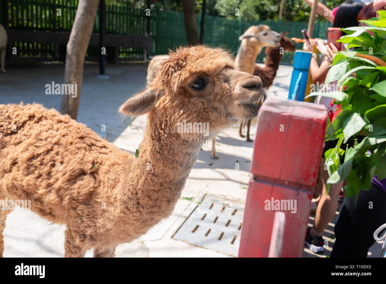 feeding alpacas in a zoo Stock Photo Alamy
