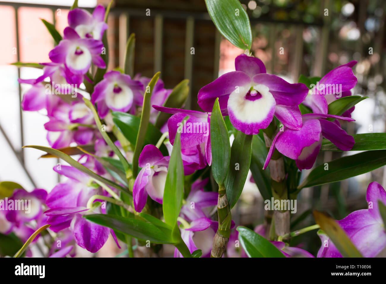 blooming orchid in outdoor horizontal composition Stock Photo