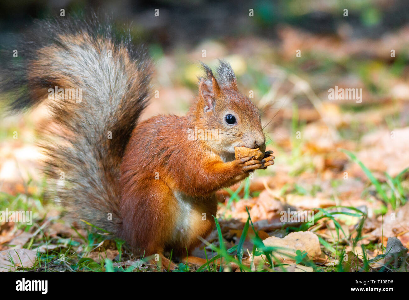 Sciurus vulgaris hides nuts hires stock photography and images Alamy