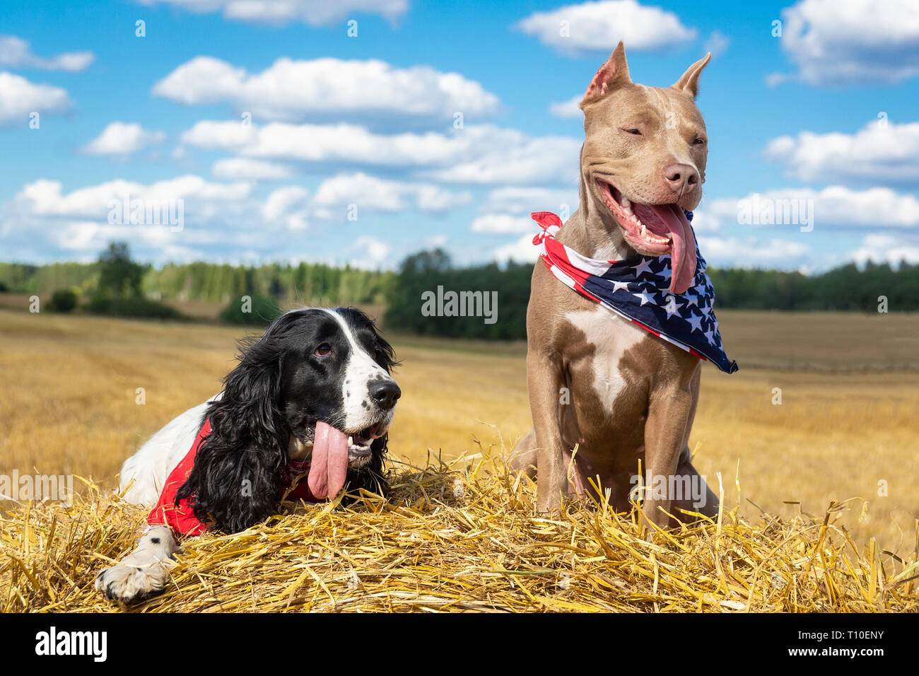 two dogs near a haystack of hay pit bull and a cocker spaniel Stock Photo