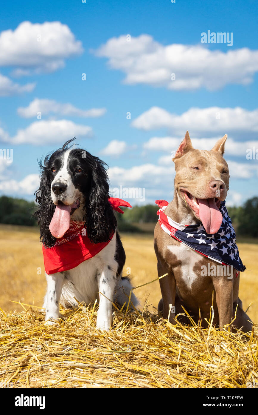 two dogs near a haystack of hay pit bull and a cocker spaniel Stock Photo