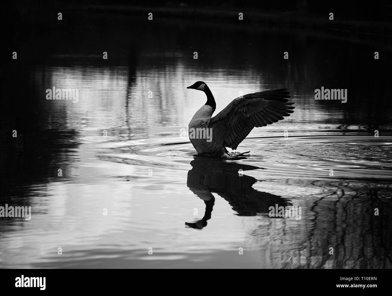 A canada goose flapping its wings on the Macclesfield canal, placed in a small area of light with shadow around. Stock Photo