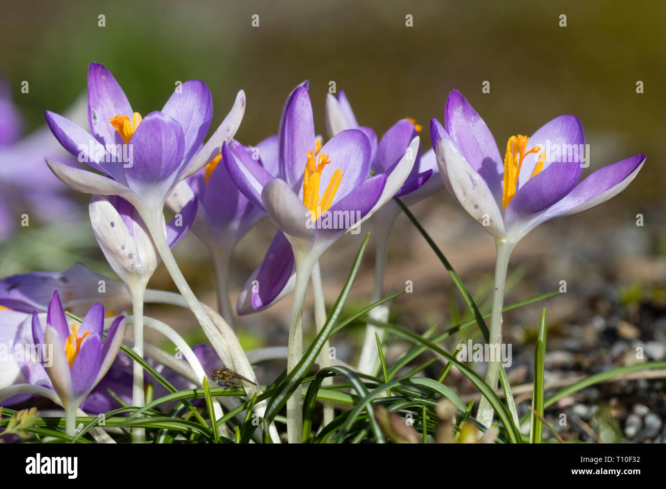Pale purple and white spring flowers of the early blooming hardy bulb, Crocus vernus Stock Photo