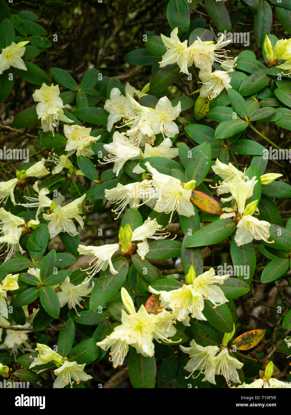 Pale yellow, early Spring flowers of the compact evergreen shrub, Rhododendron keiskei Stock Photo