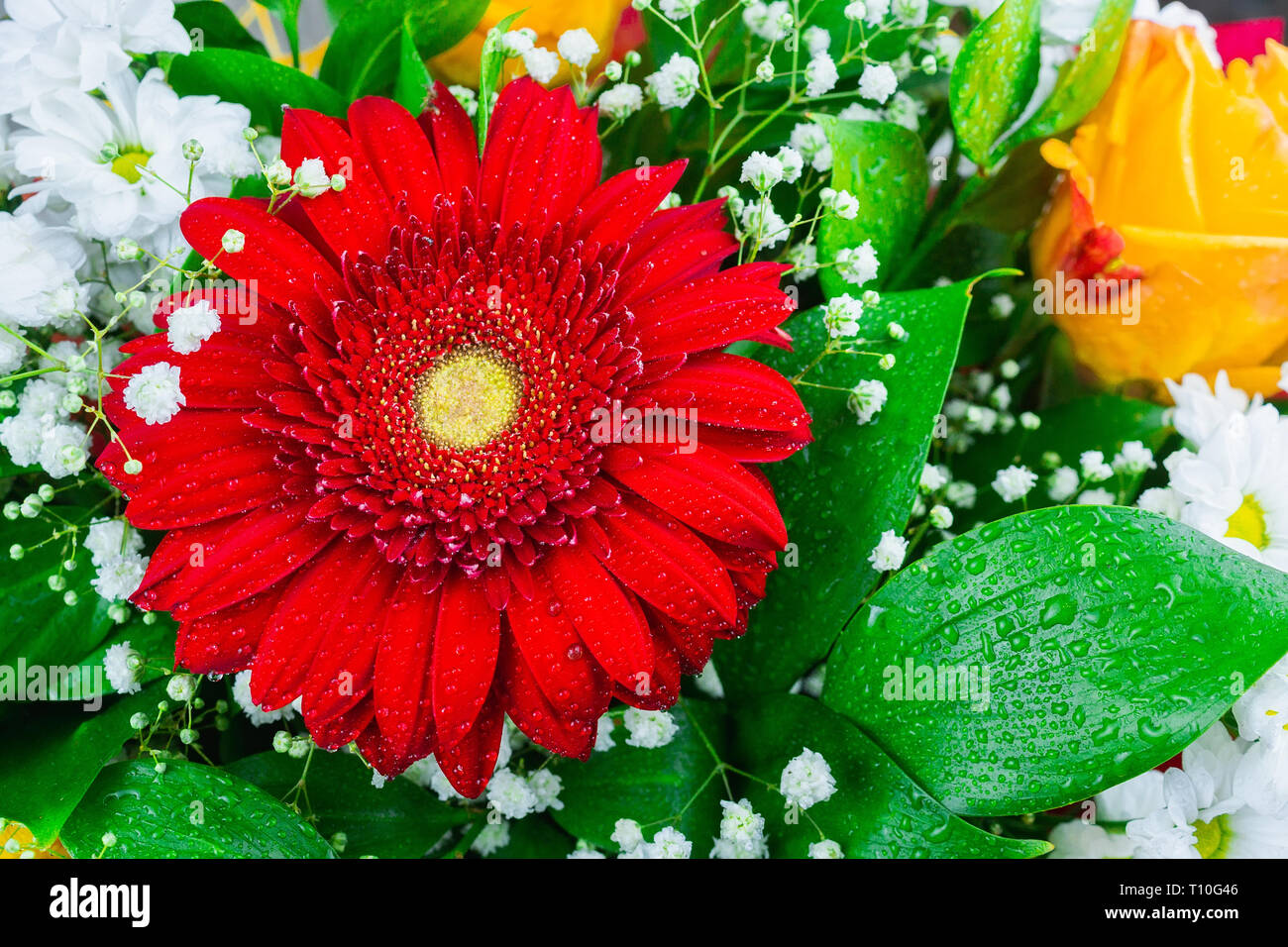 Chrysanthemum daisy rose hi-res stock photography and images - Alamy