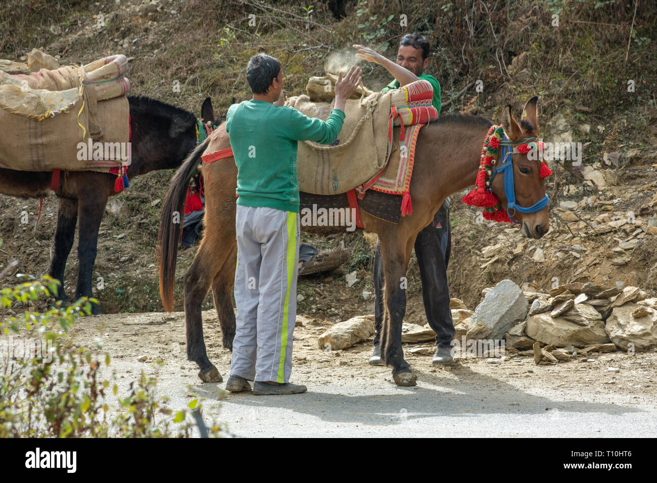 Mule, the result of cross-breeding between a horse (Equus caballus), and a donkey (Equus asinus), being used as a pack animal for carrying broken stone for building. Northern India. Stock Photo