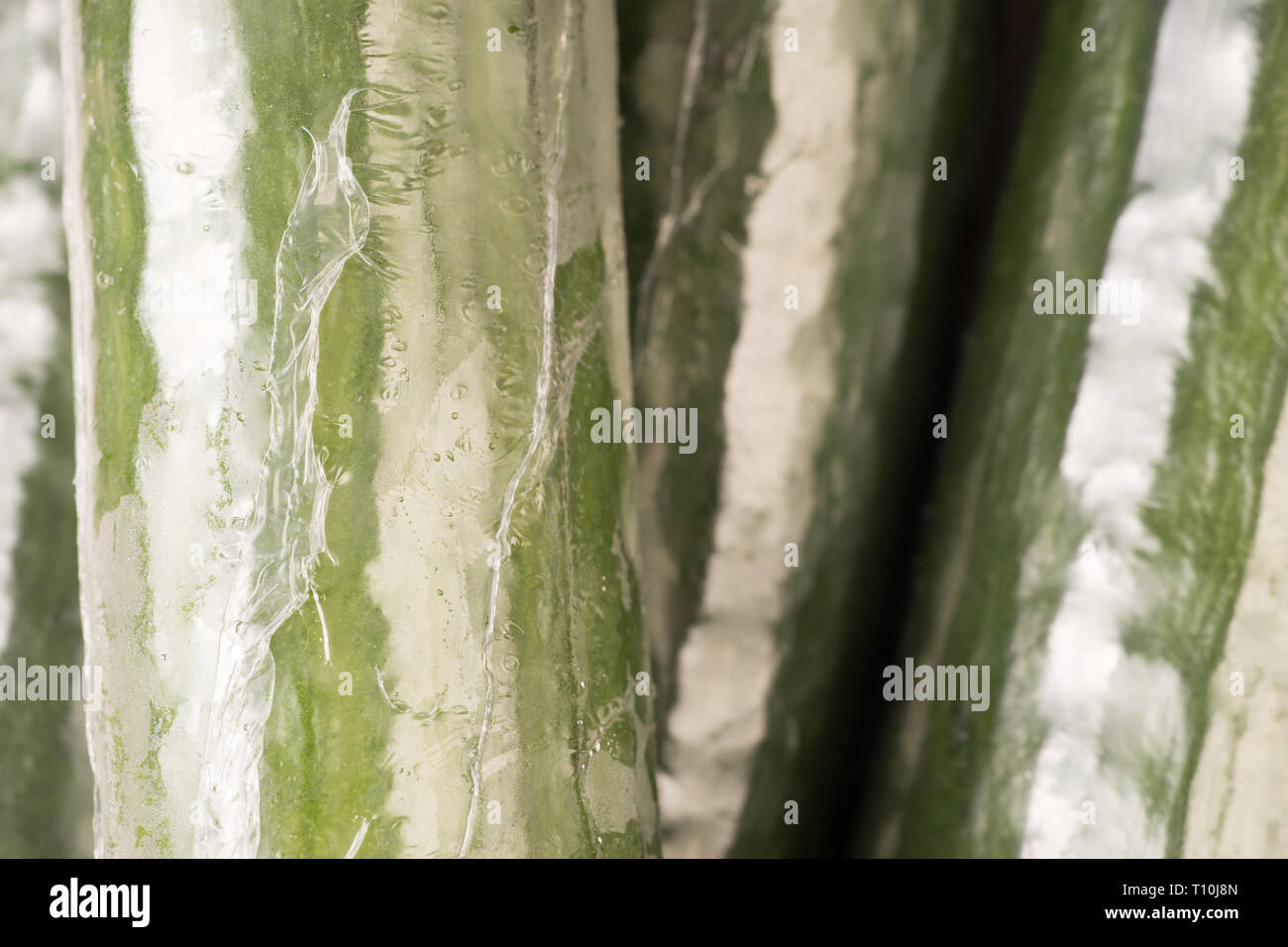 Bunch of cucumber wrapped in plastic films, close up and background Stock Photo