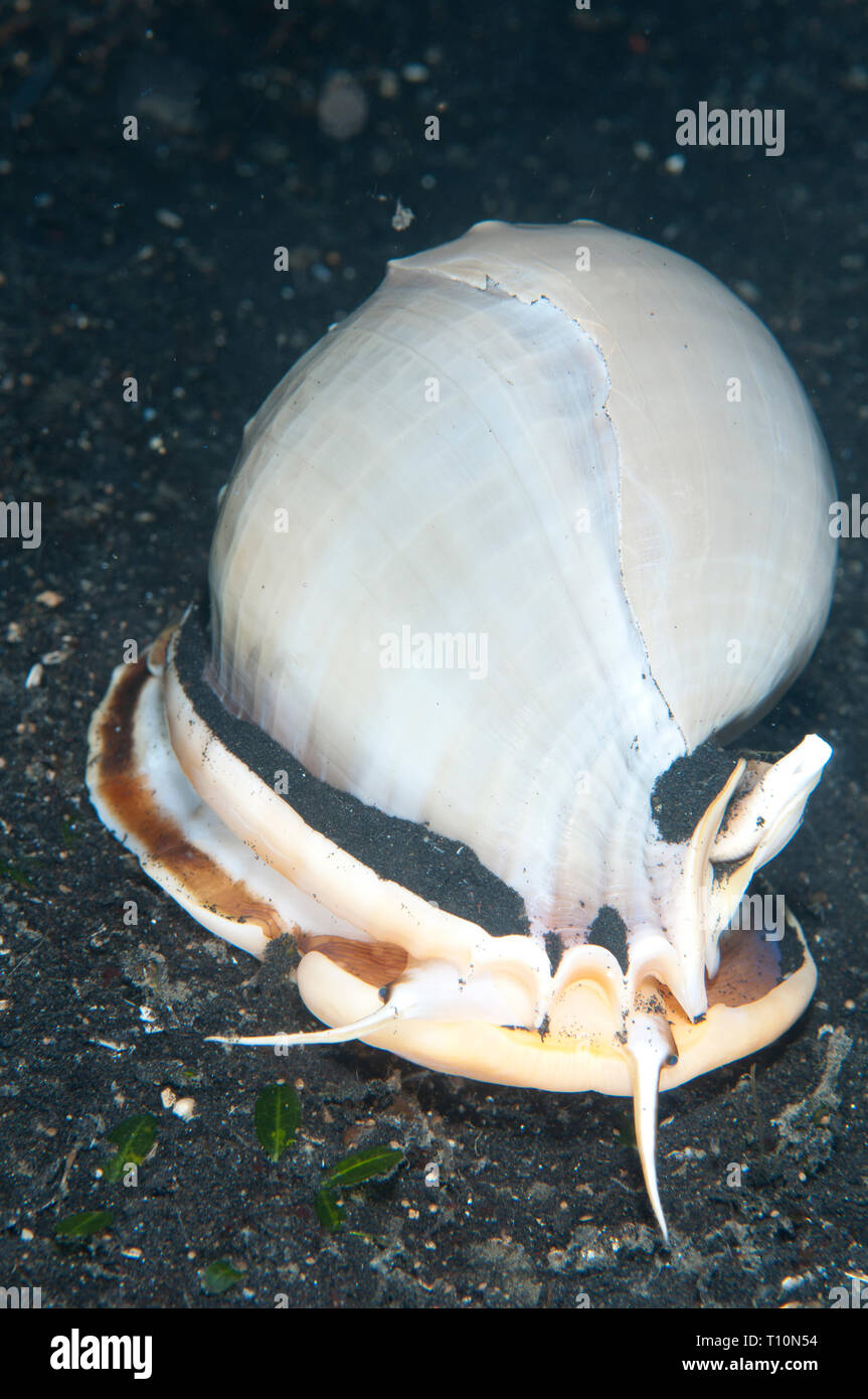 Helmet Shell, Casmaria sp, on black sand, TK3 dive site, Lembeh Straits, Sulawesi, Indonesia Stock Photo