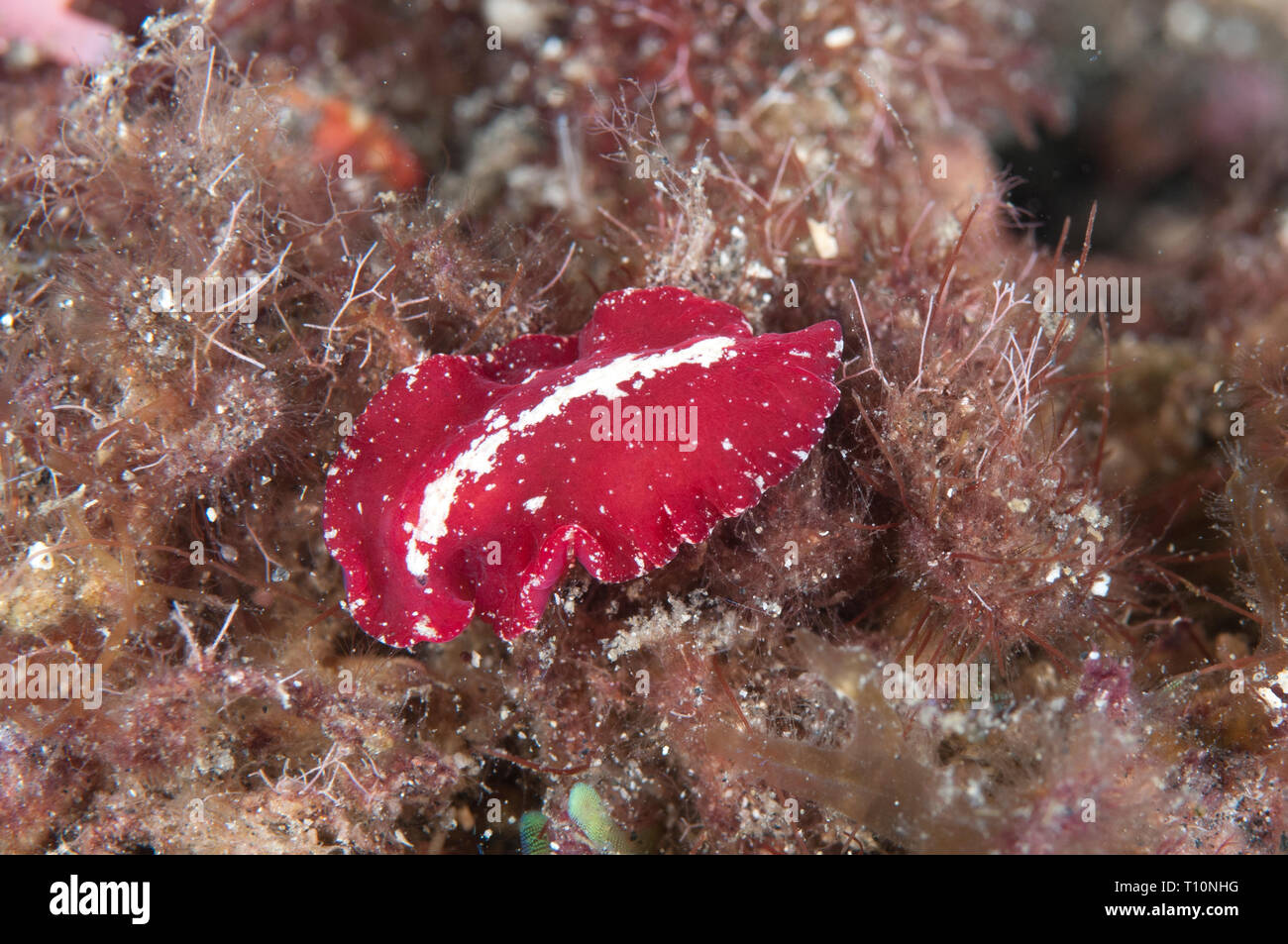 Red Dwarf Flatworm, Pseudoderos rubronanus, during night dive, Hei Nus dive site, Lembeh Straits, Sulawesi, Indonesia Stock Photo