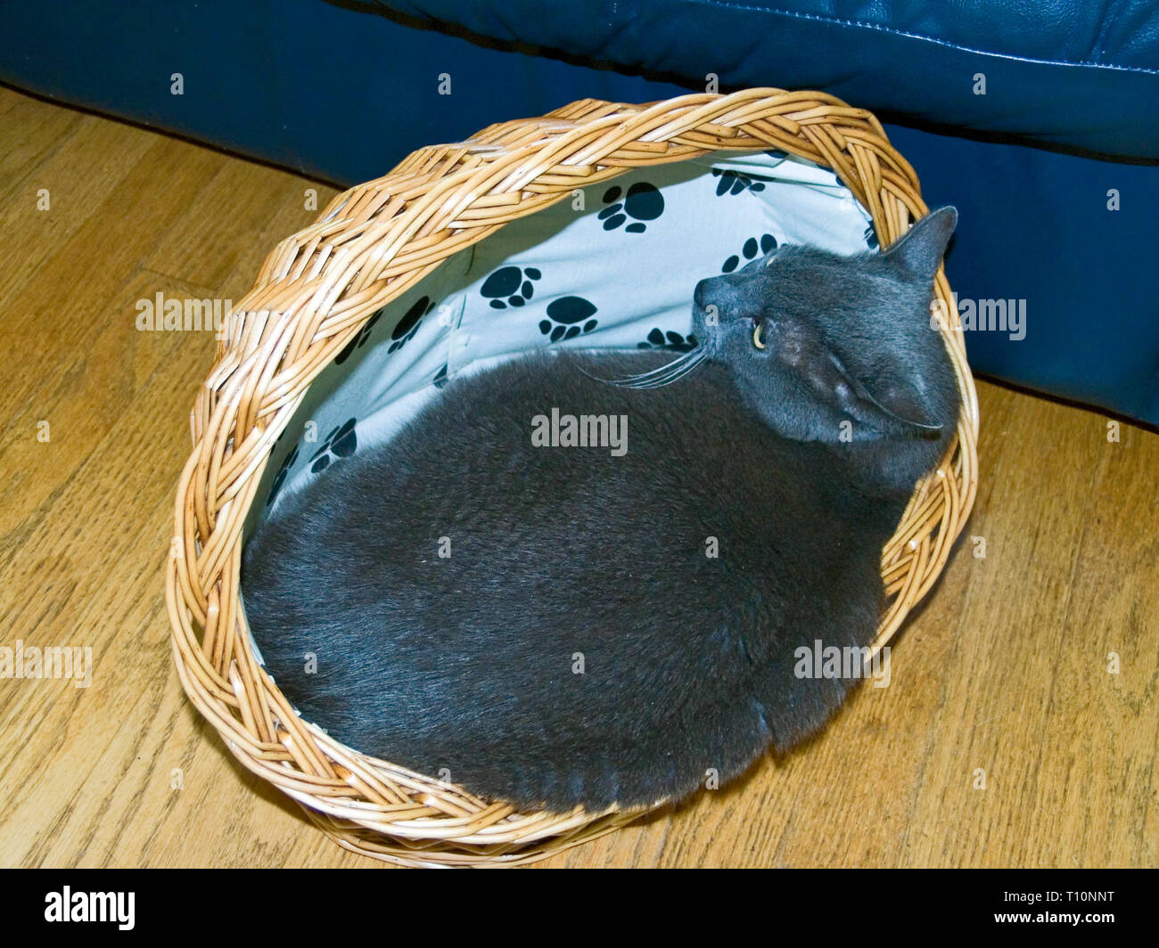 Blue cat sale wicker