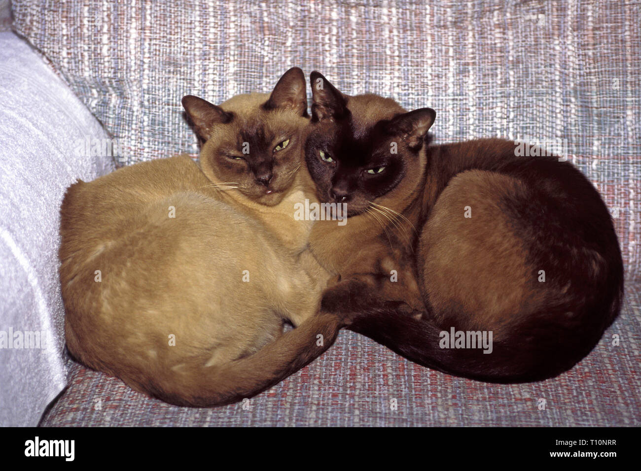 do tonkinese cats like dogs