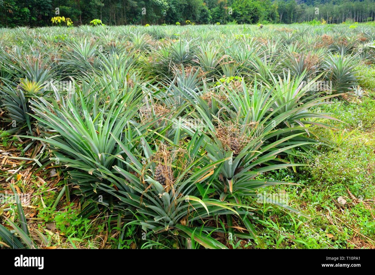 Pineapple plantation at the tropical Koh Chang Island, Thailand Stock