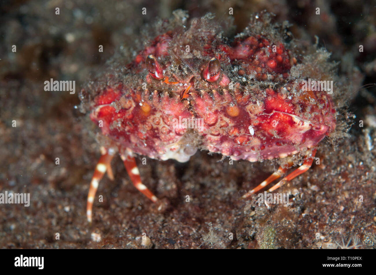 Two-horn Box Crab, Calappa bicornis, on black sand, Tanjung Kubur dive site, Lembeh Straits, Sulawesi, Indonesia Stock Photo
