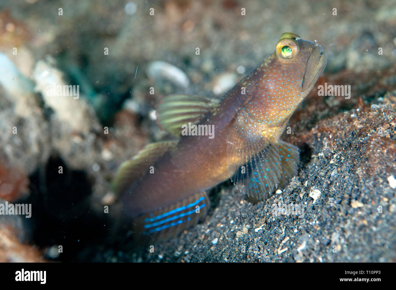 Banded Shrimpgoby, Cryptocentrus cinctus,TK3 dive site, Lembeh Straits, Sulawesi, Indonesia Stock Photo