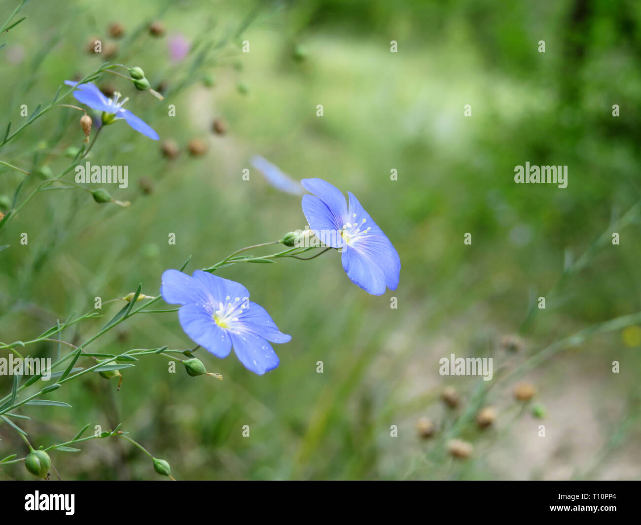 Flax flowers in a green forest. Linum perenne in sunny day, spring season, wildflowers for nature background Stock Photo