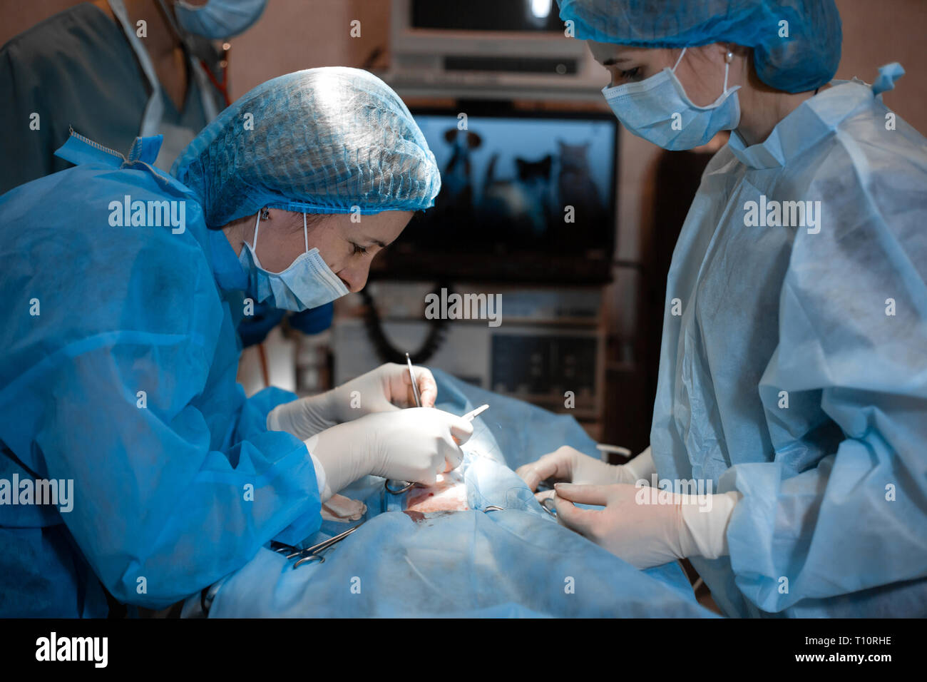 female surgeon make operation. Vet doing the operation for