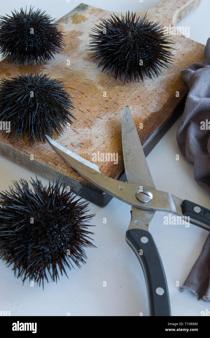 Cooking sea urchins. Seafood ingredients, food background Stock Photo Alamy