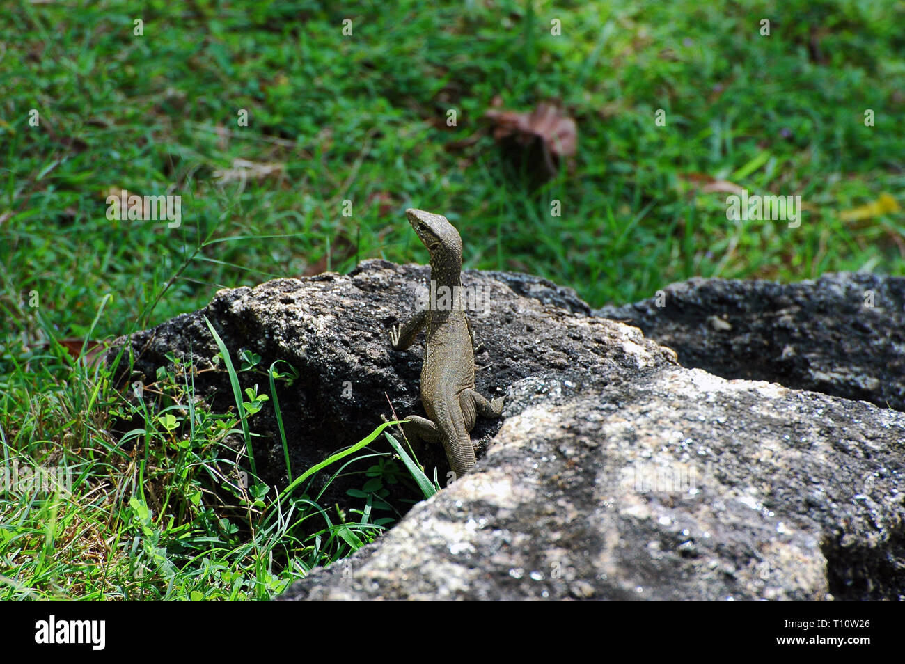 Lizards images hi-res stock photography and images - Alamy