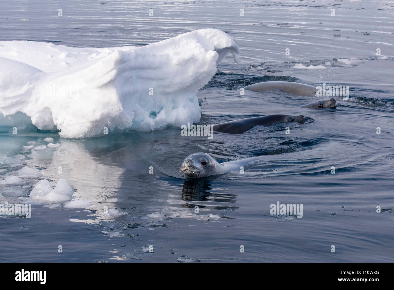 Antarctica, below the Antarctic Circle, Crystal Sound. Crabeater seals (Lobodon carcinophagus) on swimming. Stock Photo