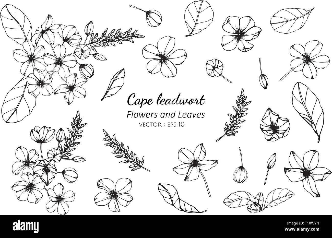 Collection set of cape leadwort flower and leaves drawing illustration. for pattern, logo, template, banner, posters, invitation and greeting card des Stock Vector