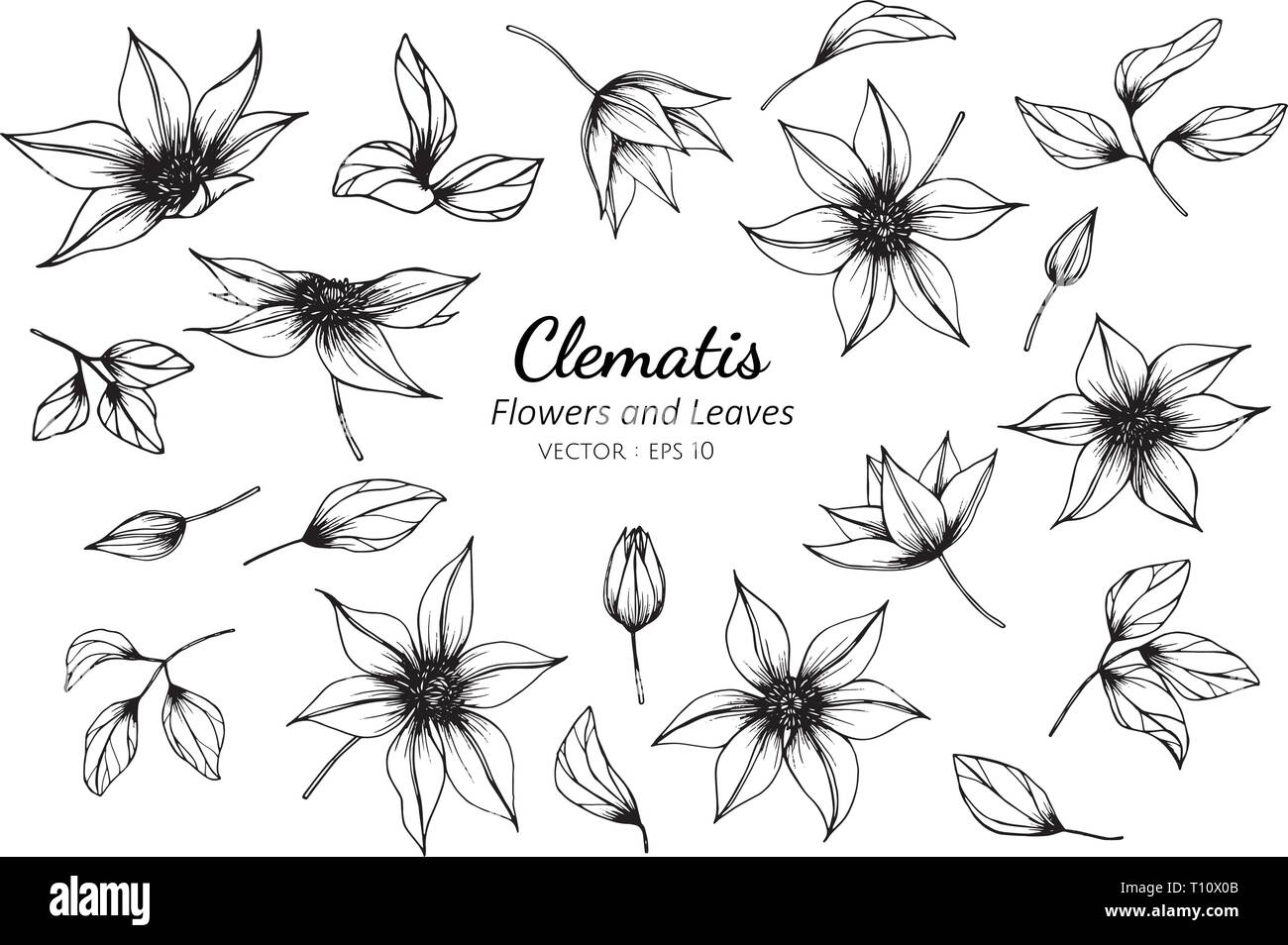 Collection set of clematis flower and leaves drawing illustration. for pattern, logo, template, banner, posters, invitation and greeting card design. Stock Vector