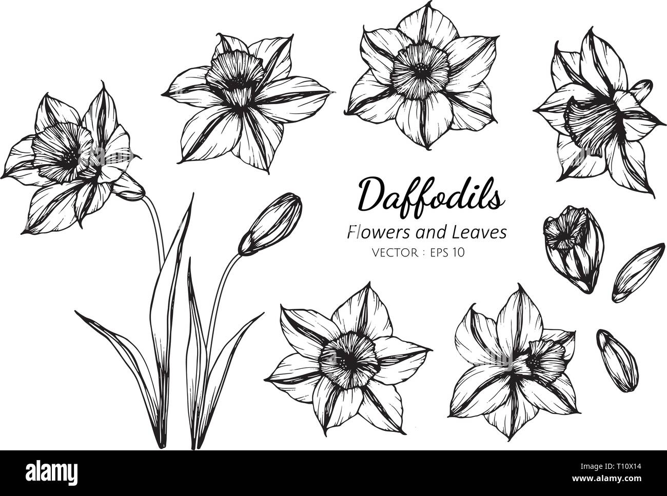 Collection set of daffodils flower and leaves drawing illustration. for ...