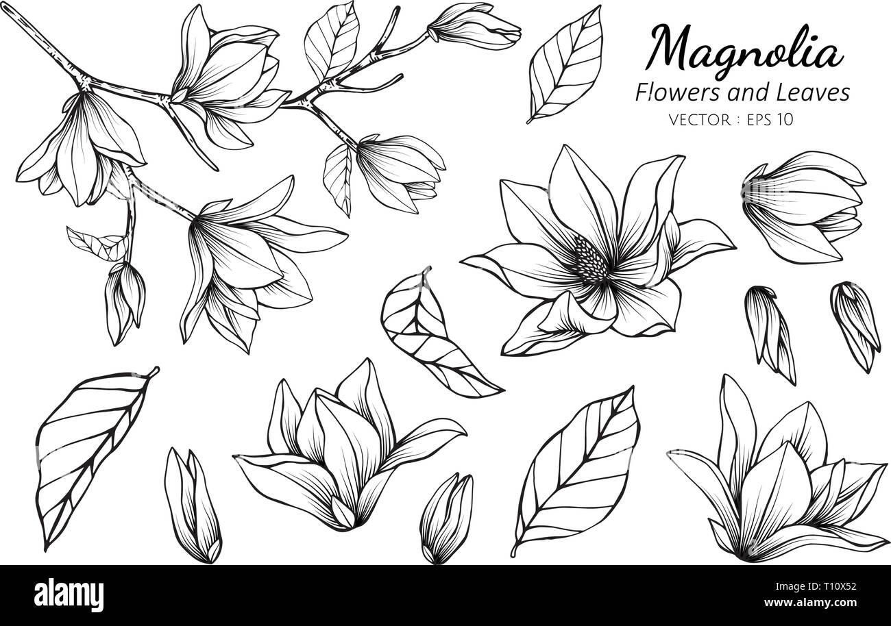 Collection Set Of Magnolia Flower And Leaves Drawing Illustration
