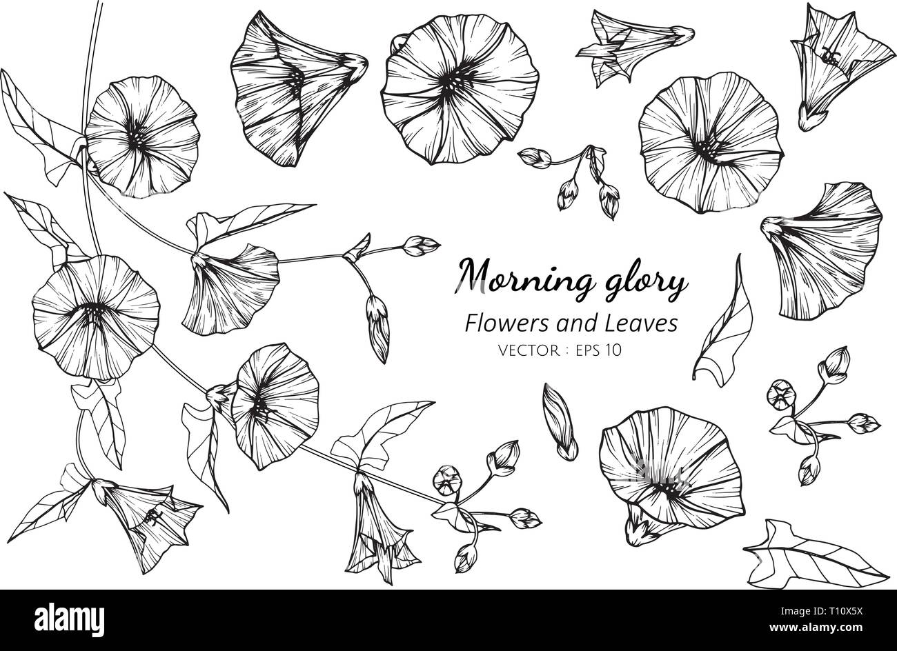 Collection set of morning glory flower and leaves drawing illustration. for pattern, logo, template, banner, posters, invitation and greeting card des Stock Vector