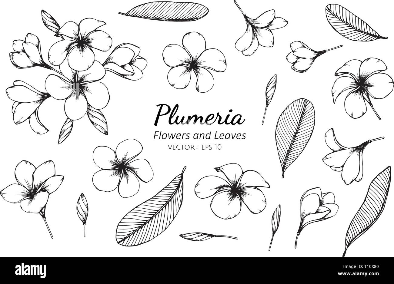 The Meaning Behind Plumeria Tattoos Symbolism and Significance  Impeccable  Nest