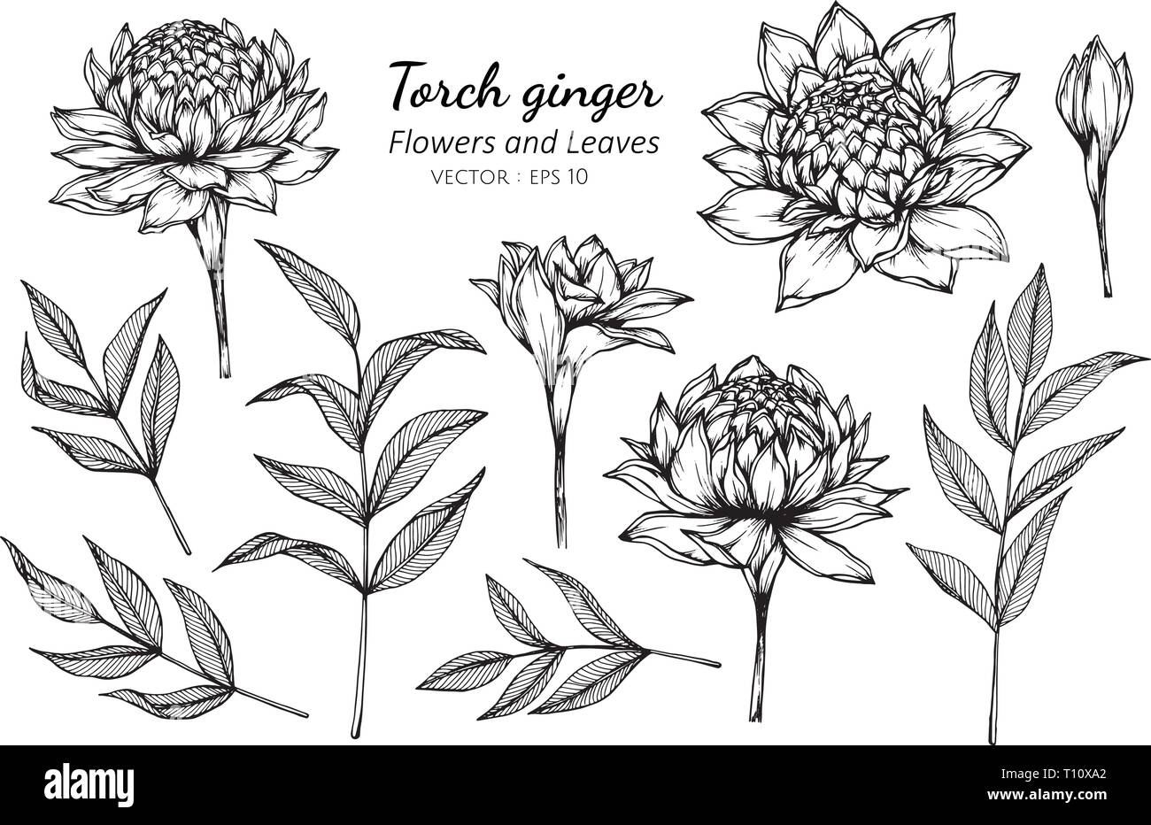 Collection set of torch ginger flower and leaves drawing illustration