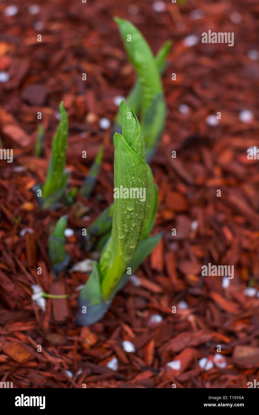 stages of flower growth Stock Photo Alamy