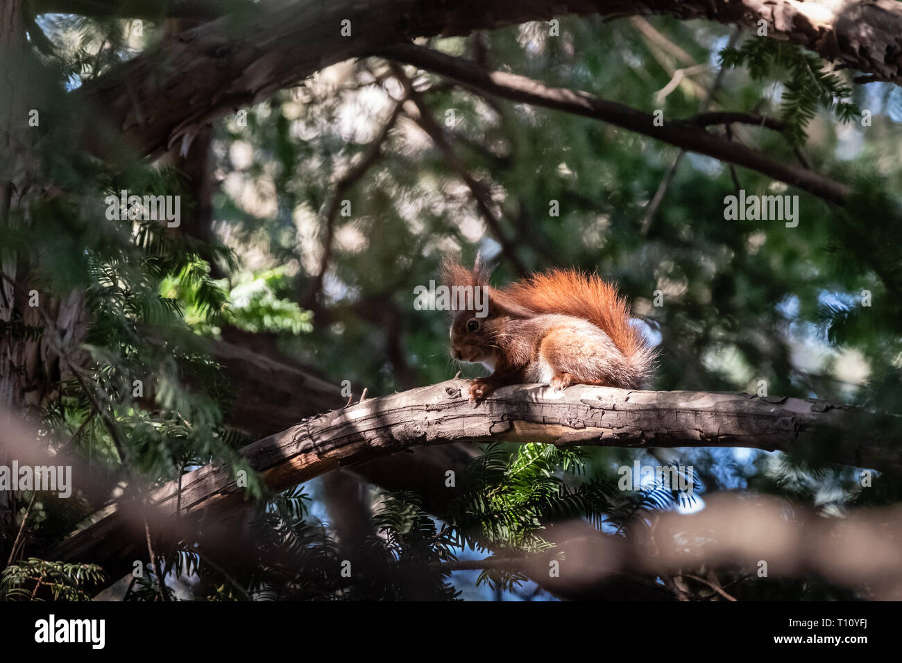 squirrel in a tree Stock Photo