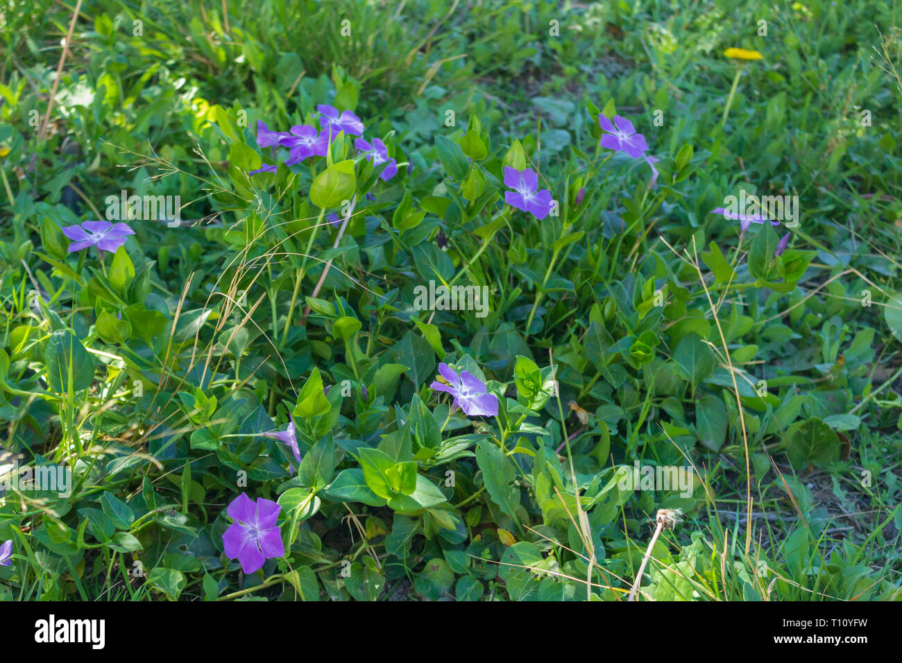 Vinca major, Wild Periwinkle Flower, Spain Stock Photo