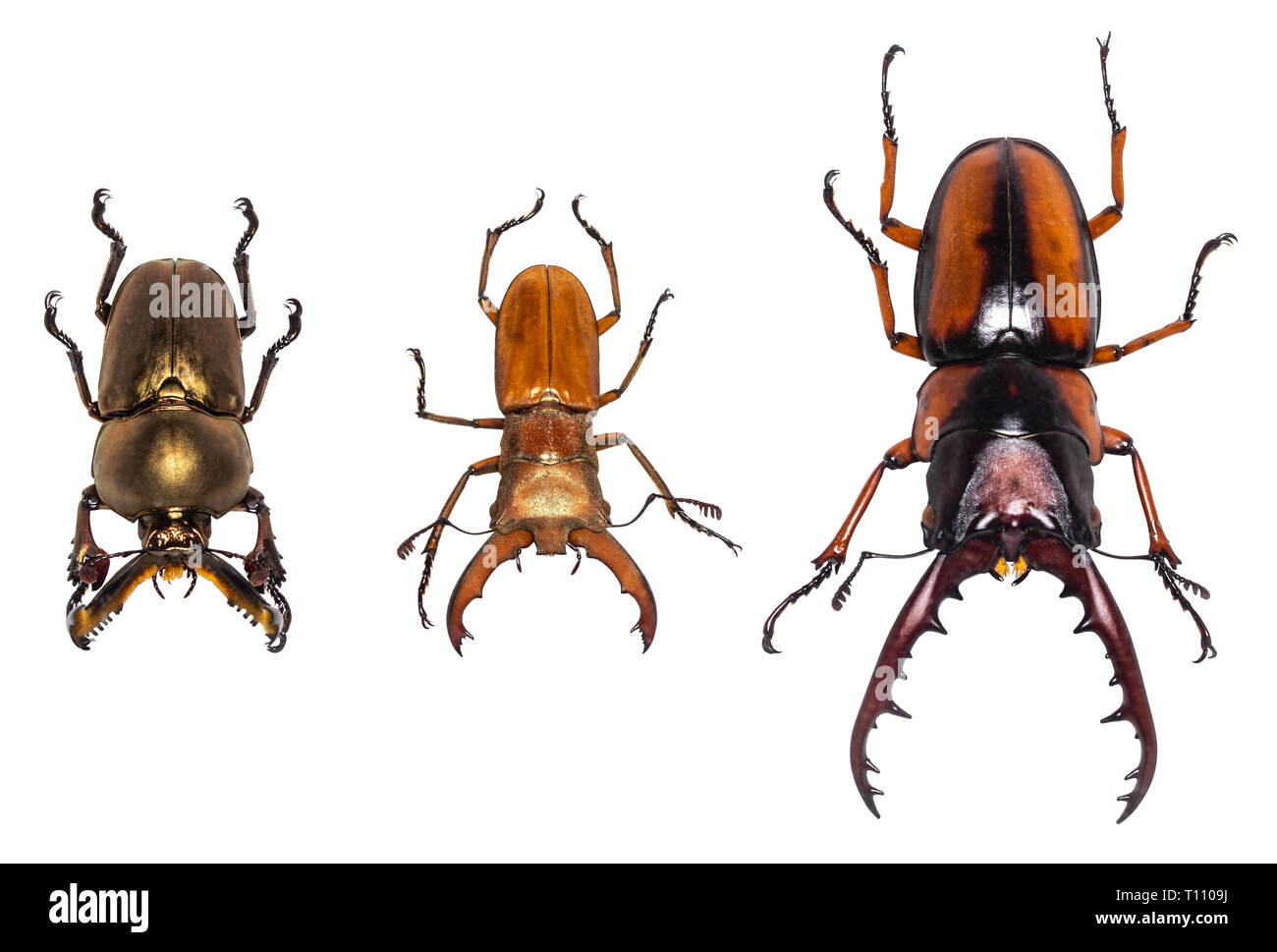 beetles collection isolated on white background with clipping paths. Stock Photo