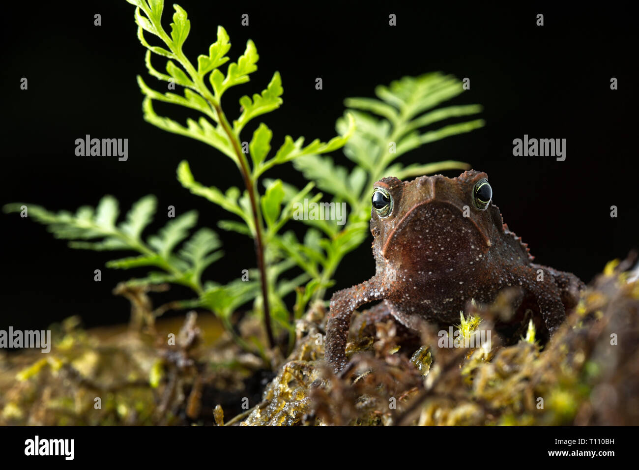 Rhinella margaritifera a macro of a small tropical rain forest toad living in the Amazon jungel of Colombia Stock Photo
