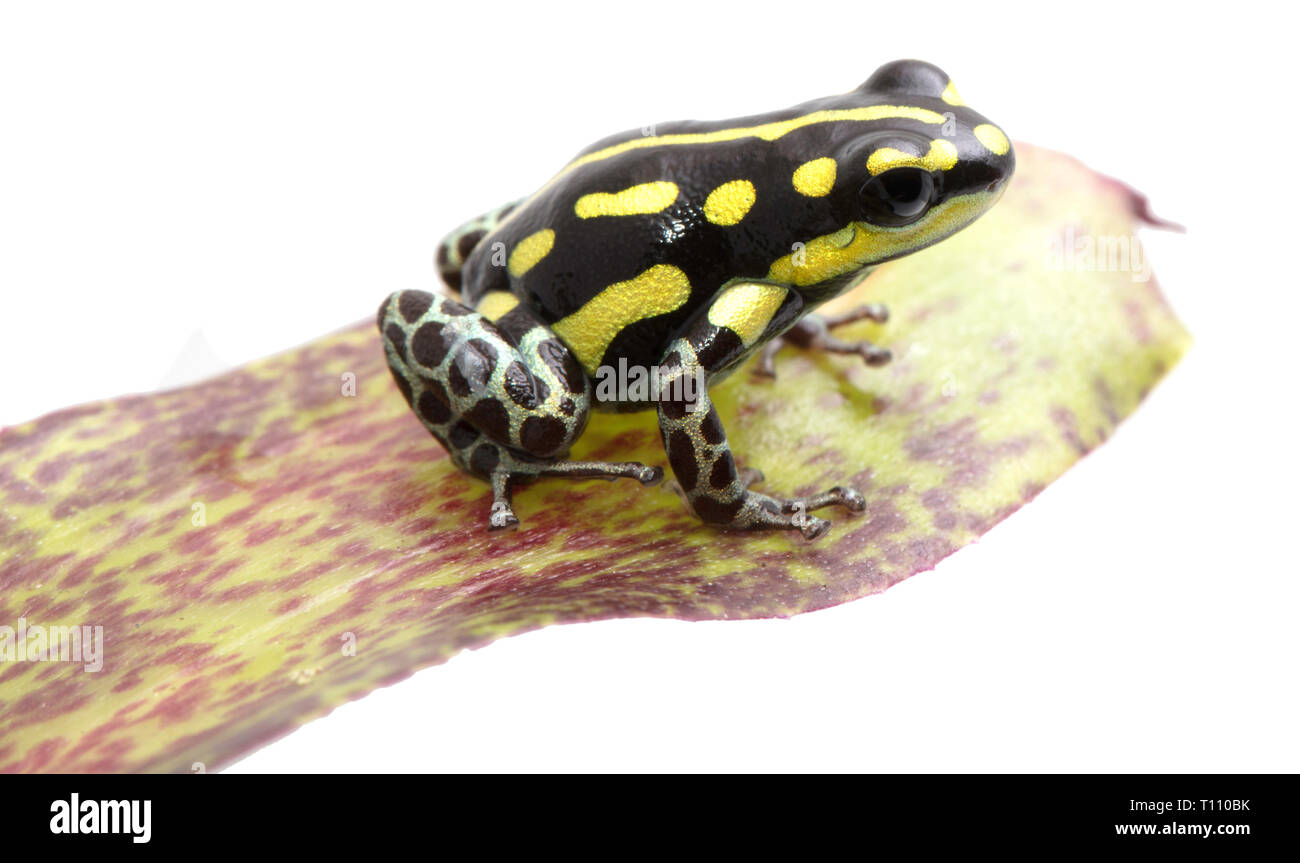 Yellow striped poison dart frog, Ranitomeya flavovitata. A beautiful small poisonous animal from the tropical Amazon rain forest in Peru. Stock Photo