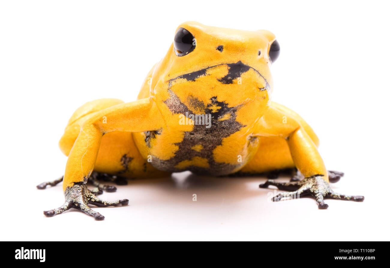 poison dart frog, Phyllobates terribilis orange. Most poisonous animal from the Amazon rain forest in Colombia, a dangerous amphibian with warning col Stock Photo