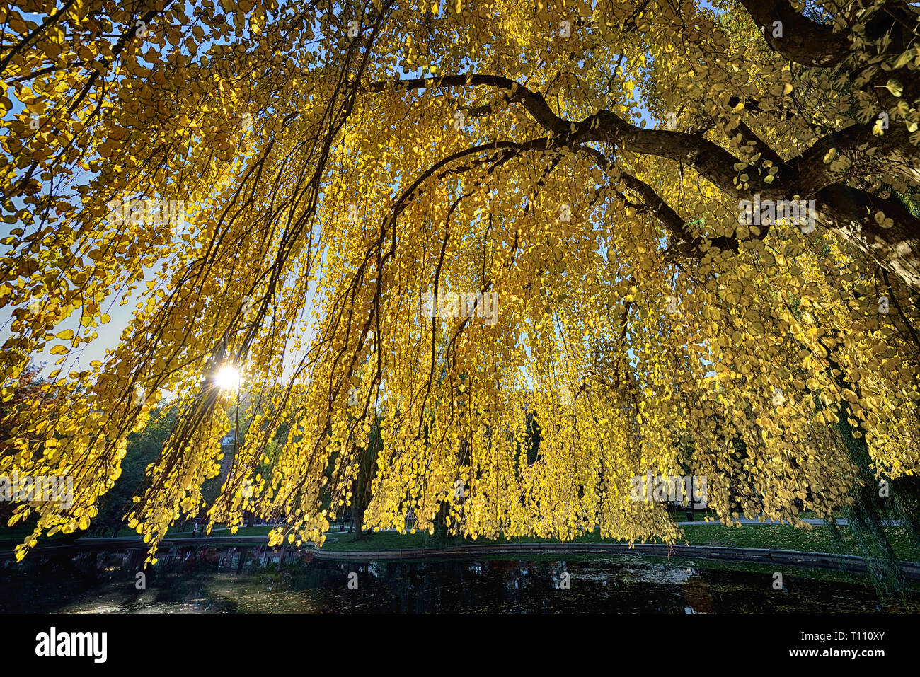 Golden Yellow Canopy of Weeping Katsura Tree. Bright leaves, sun shinning through branches, Stock Photo