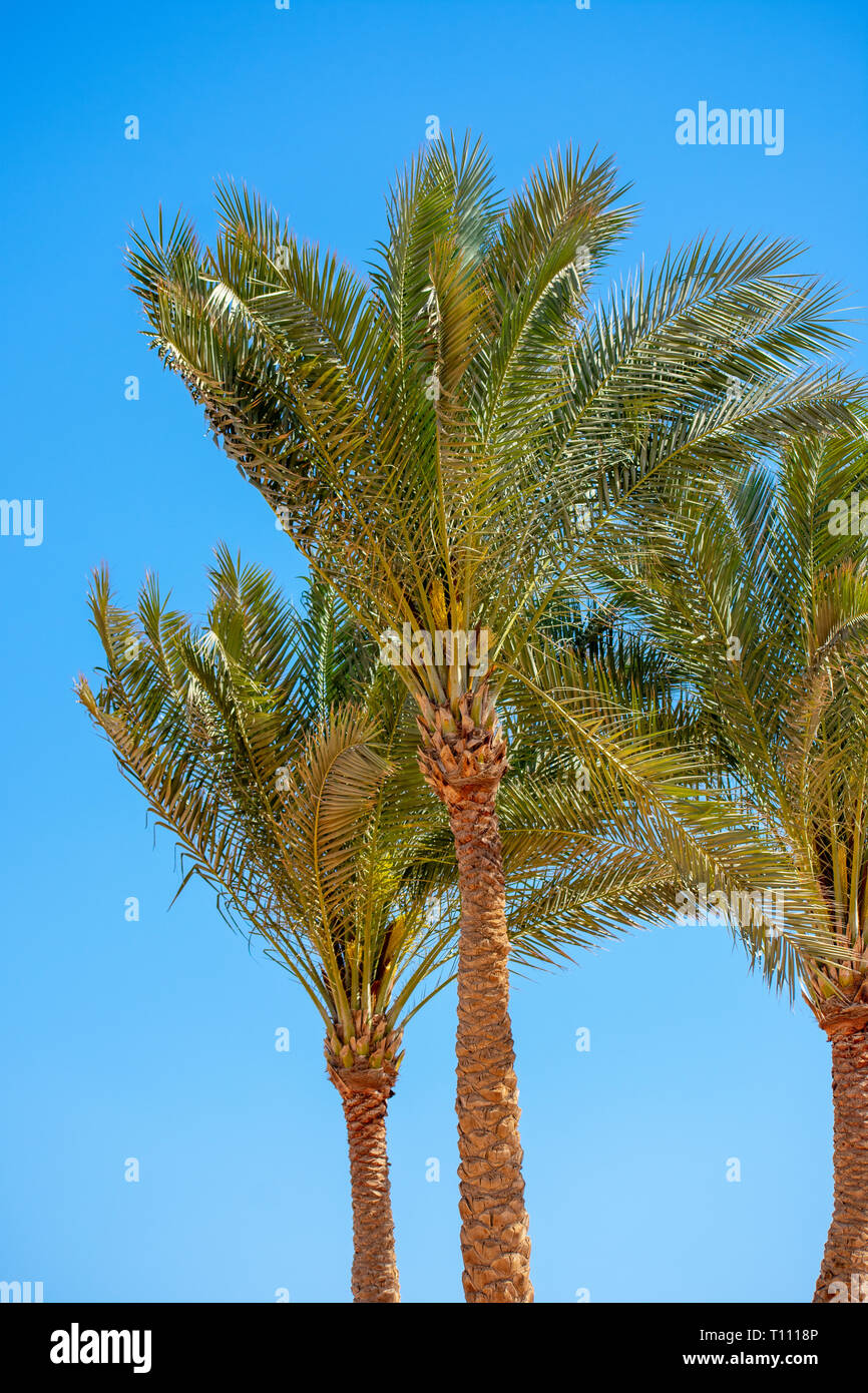 Tall green trees against blue sky with sun hi-res stock photography and ...