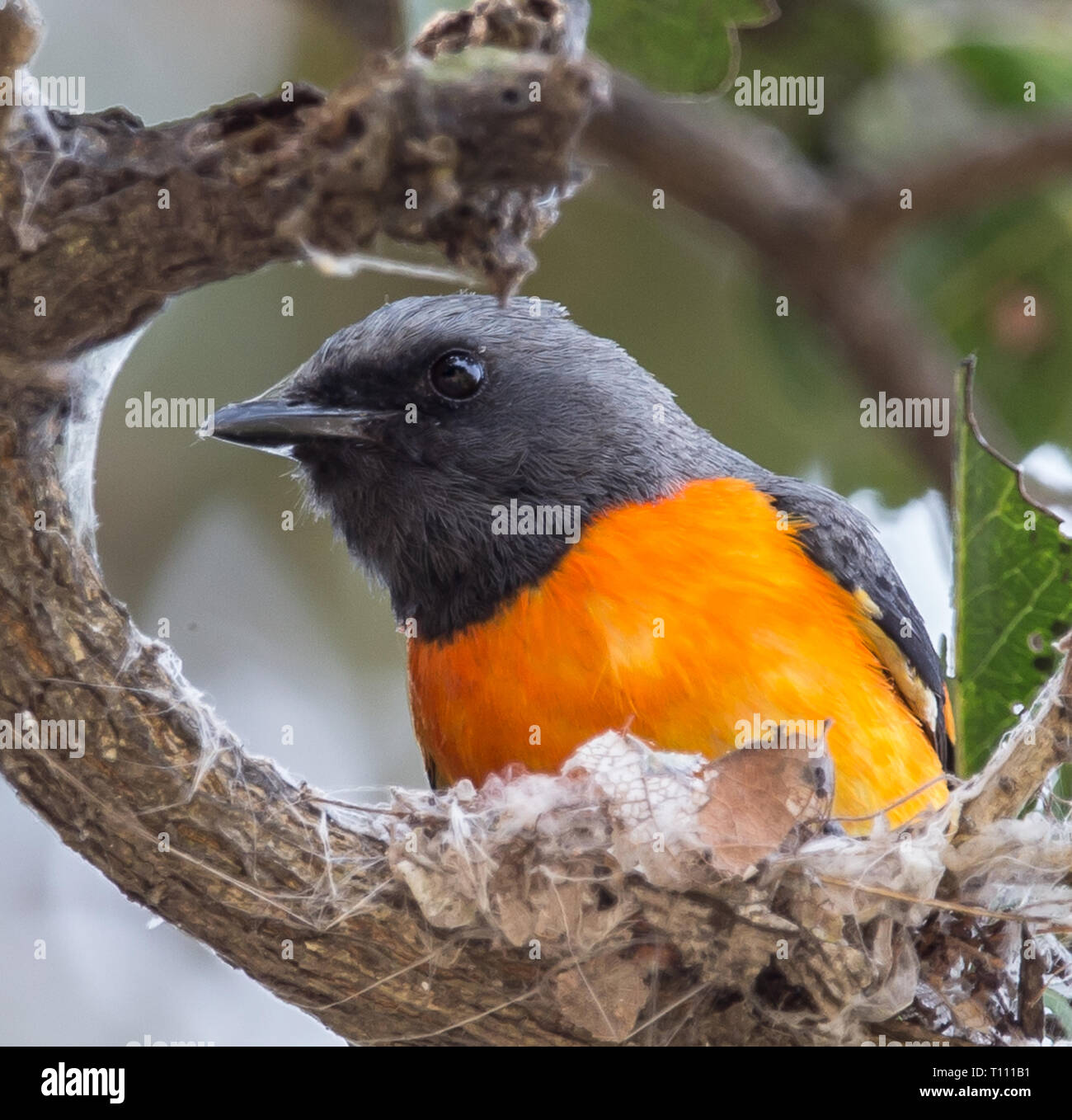 Small Minivet (Pericrocotus cinnamomeus Stock Photo Alamy