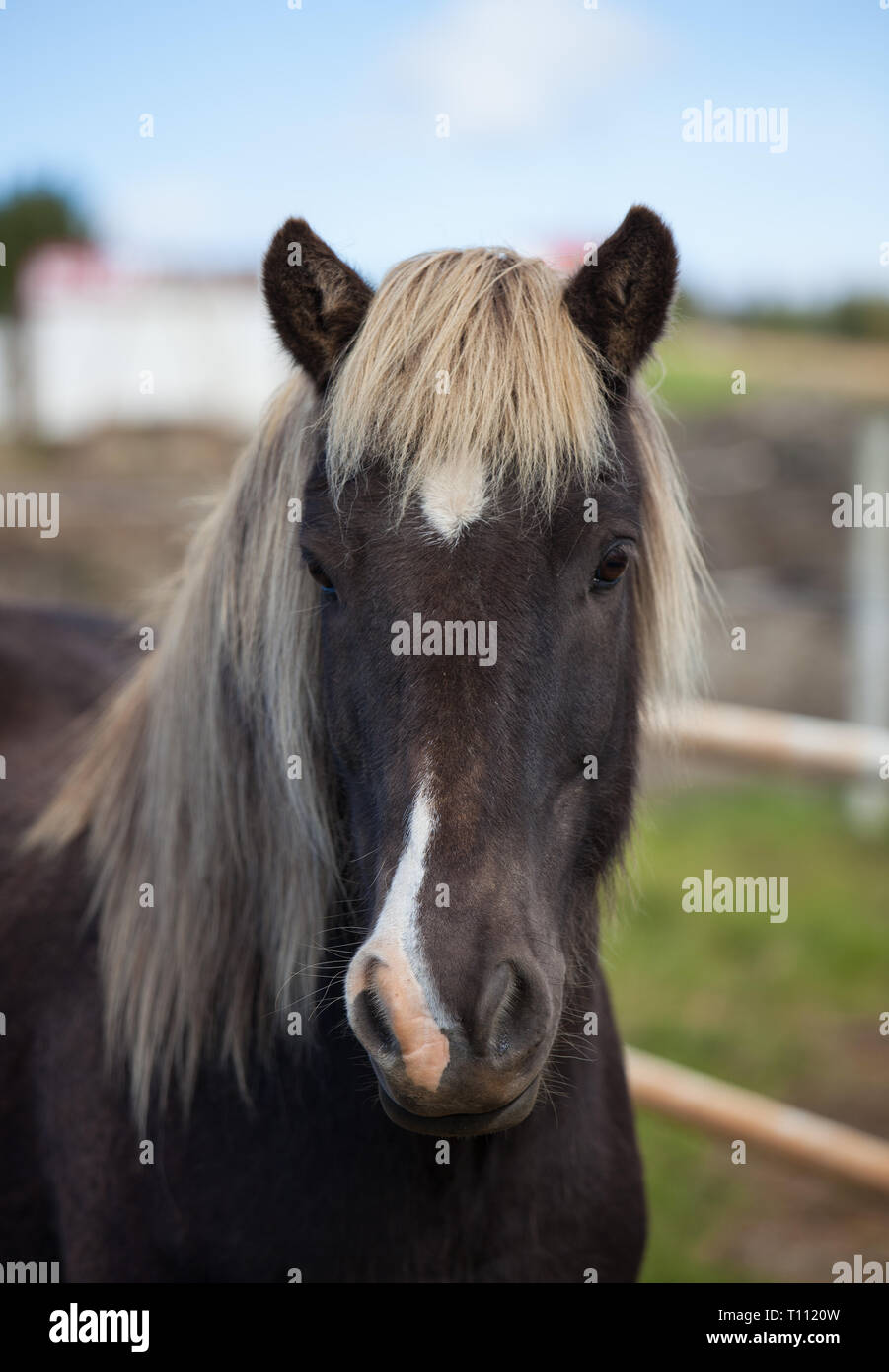 Portrait of cute brown Icelandic horse with a fringe and a mane of blond color Stock Photo