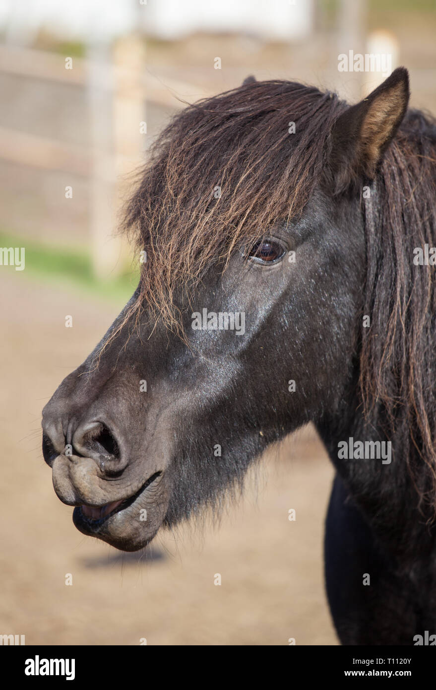 Portrait of cute black Icelandic horse with a fringe and a mane of black color Stock Photo