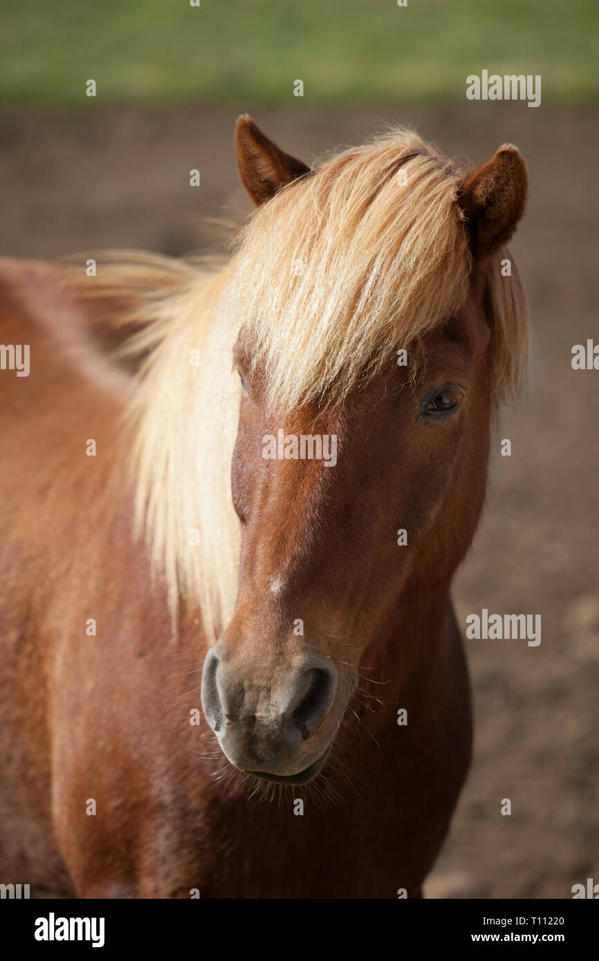 Red Sorrel Stock Photos & Red Sorrel Stock Images - Alamy